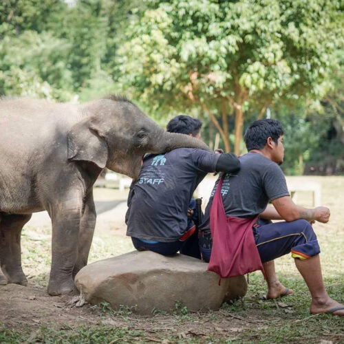 2. Elephant Owner For A Day